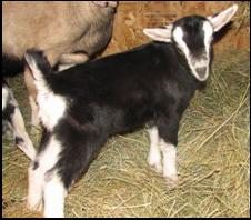 Carl B's Farm Alpine Dairy Goat...
