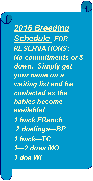 Horizontal Scroll: 2016 Breeding Schedule  FOR RESERVATIONS: No commitments or $ down.  Simply get your name on a waiting list and be contacted as the babies become available!  1 buck ERanch 2 doelingsBP1 buckTC12 does MO1 doe WL